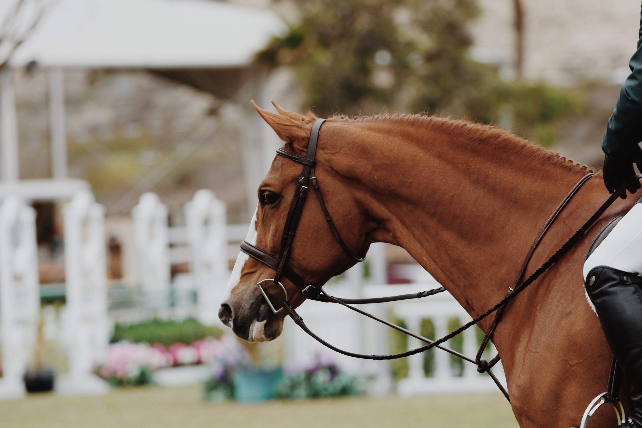 Your Saddlery Store Banner Containing A Horse and Jockey