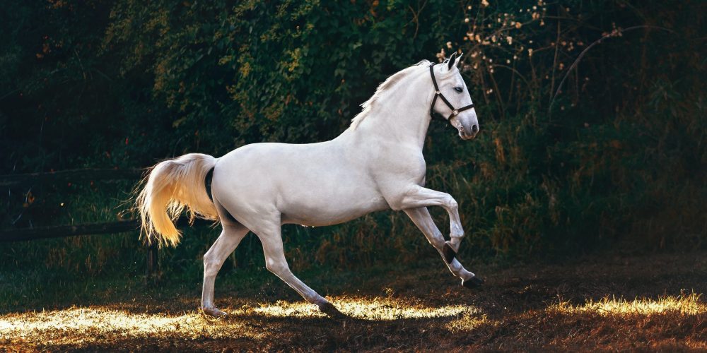 white-horse-running