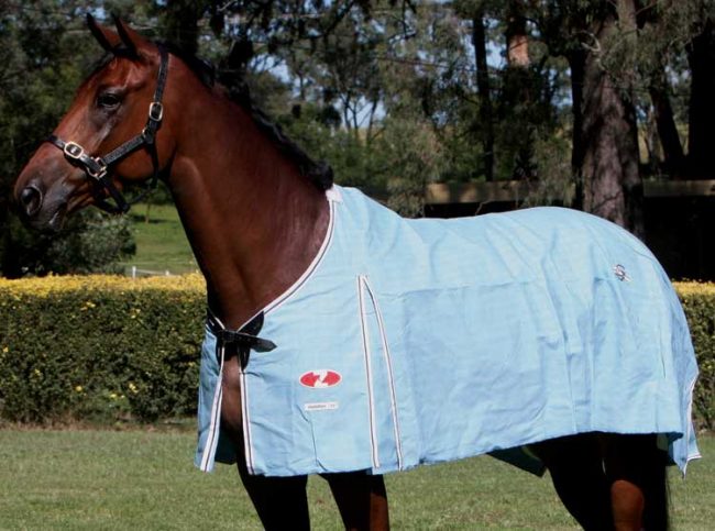 Zilco Hamilton Canvas Rug