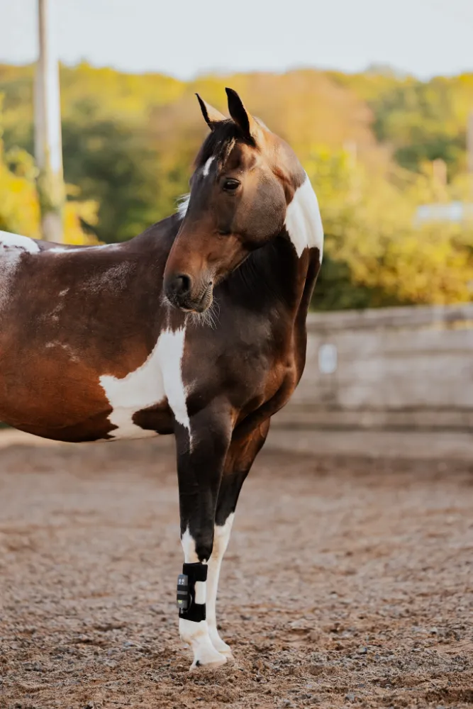 ArcEquine Complete Kit - Image 3