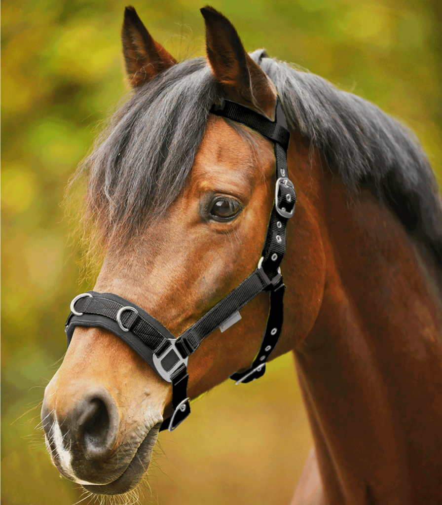 Waldhausen Lunging Cavesson Your Saddlery