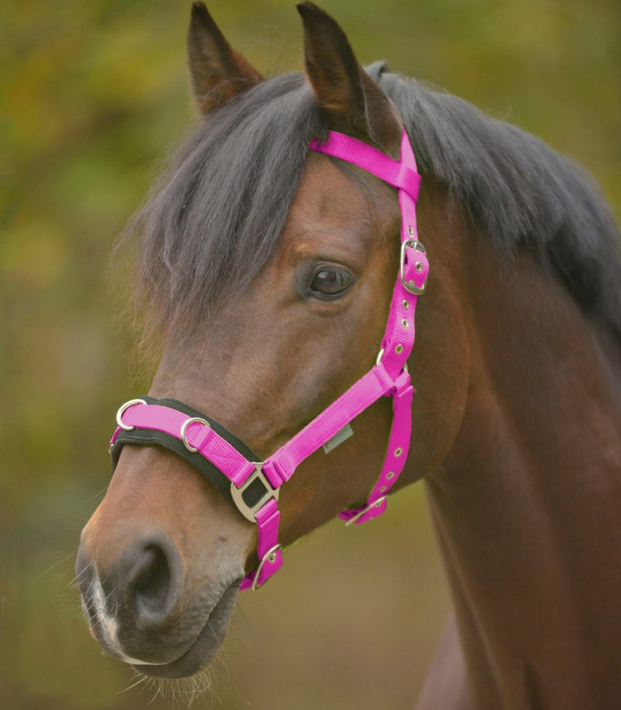 Waldhausen Leather Cavesson | FUNDIS Equestrian