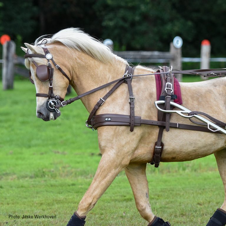 Buy Horse Harness for Sale Australia Your Saddlery