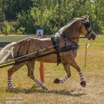 ZGB Single Harness