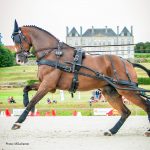 Elite Single Harness