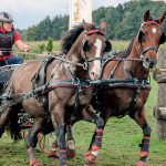 Elite Pair Harness