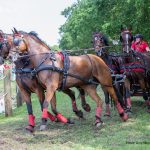 Elite Team Harness