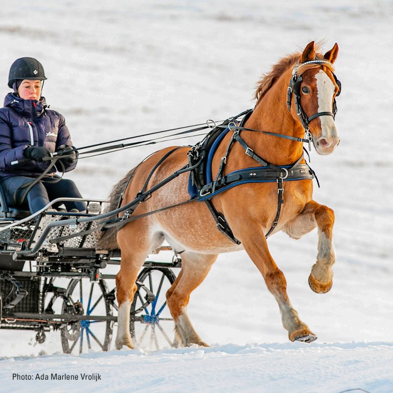 Buy Horse Harness for Sale Australia Your Saddlery