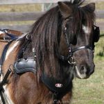 SL Sportz Single Harness