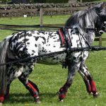 SL Pairs Harness
