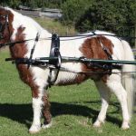 SL Single Harness