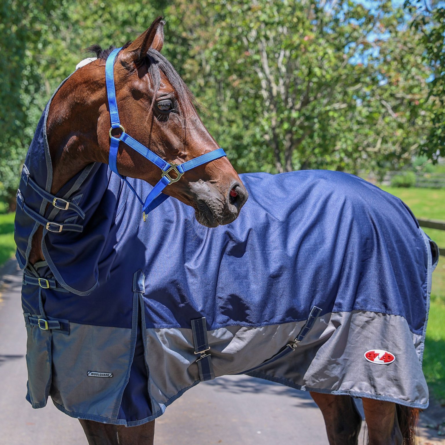 Copertura Cavallo 1200D Impermeabile Traspirante BORDEAUX/BLU: Protezione Totale Per Il Tuo Cavallo