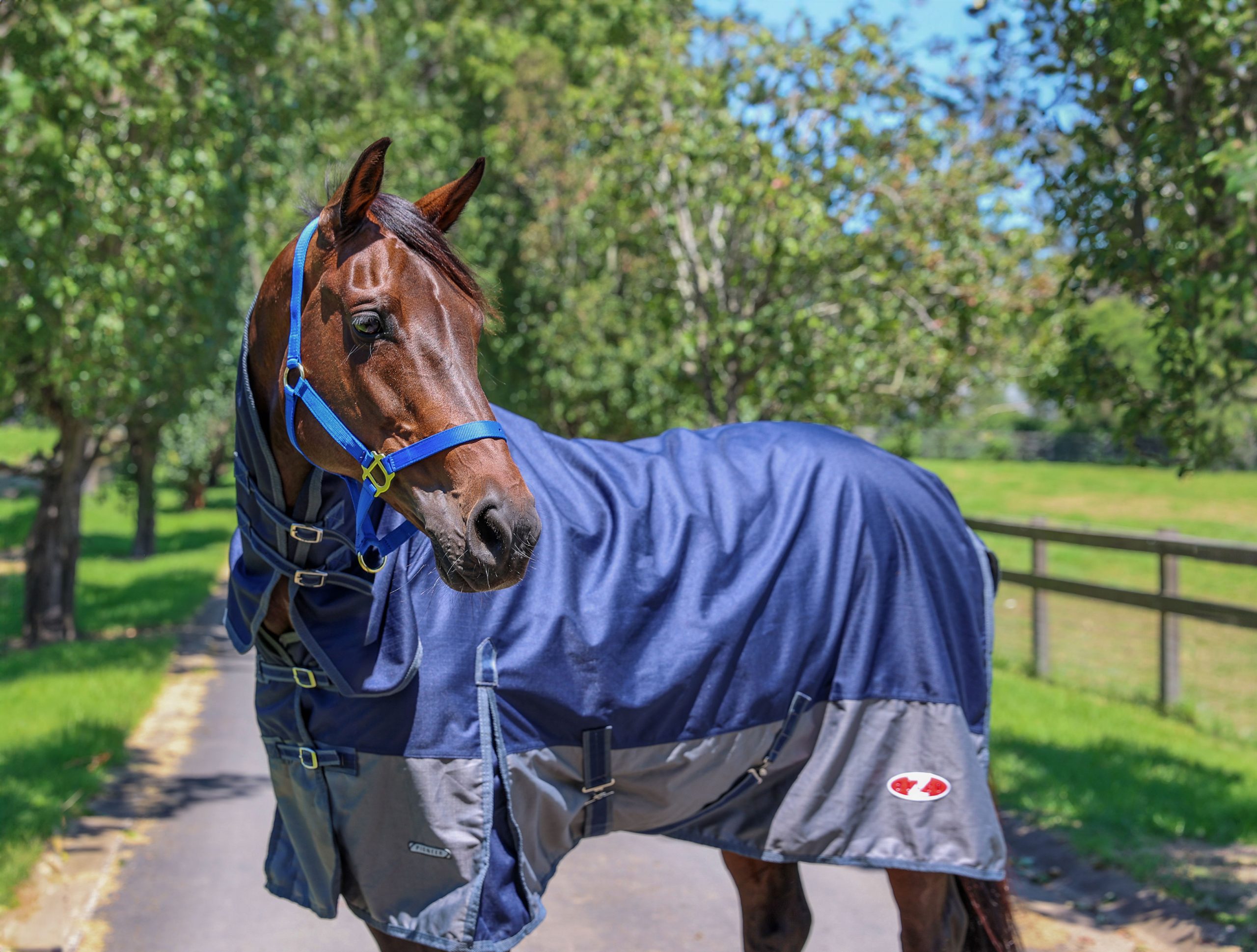 Winter Rugs 20% Off