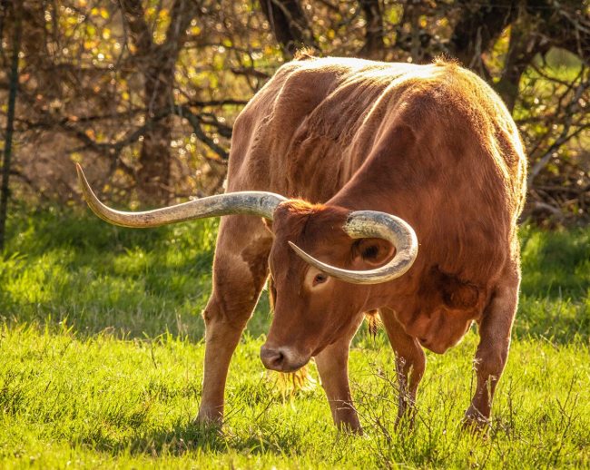 Breyer Traditional Texas Longhorn Bull - Image 3