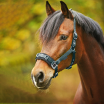 Waldhausen Economic Lunging Halter