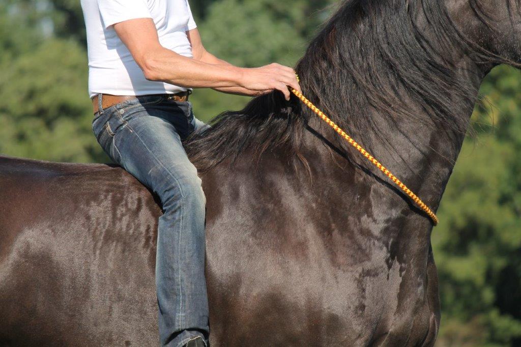 F.R.A. Anka Neck Rope Bridle (System 1) 12mm - Image 4
