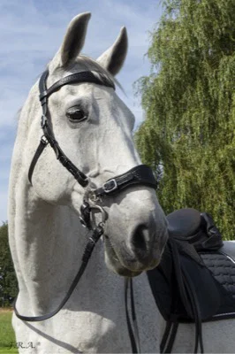 F.R.A. Fiore Hackamore Bridle (System 2) - Image 2