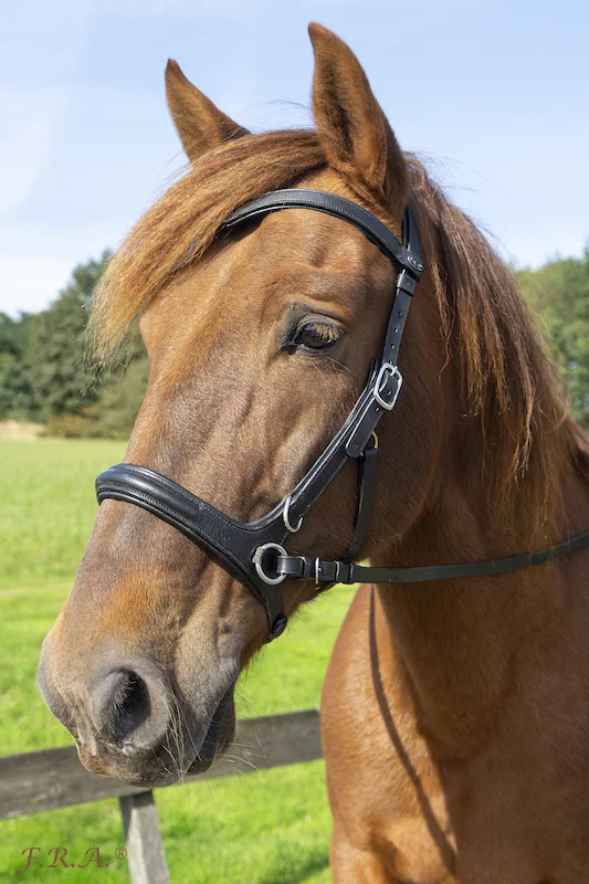 F.R.A. Runa Combi Bridle (System 3) - Image 5