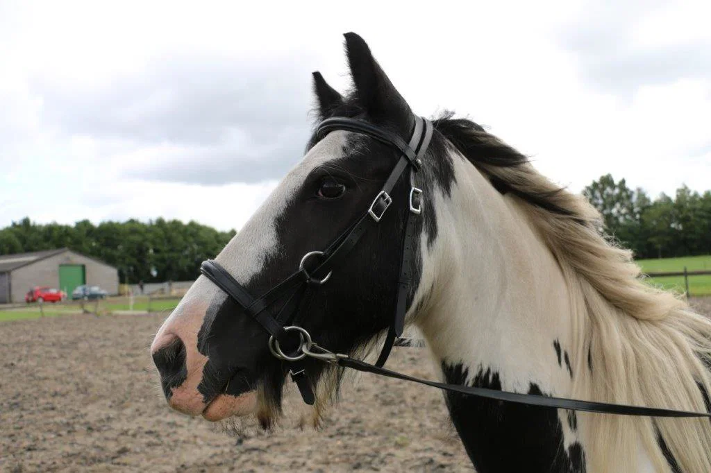 F.R.A. Pardoes Sidepull Bridle (System 3) - Image 3