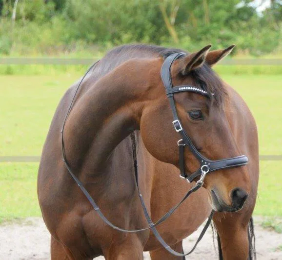F.R.A. Rebecca Sidepull Bridle (System 3) - Image 3