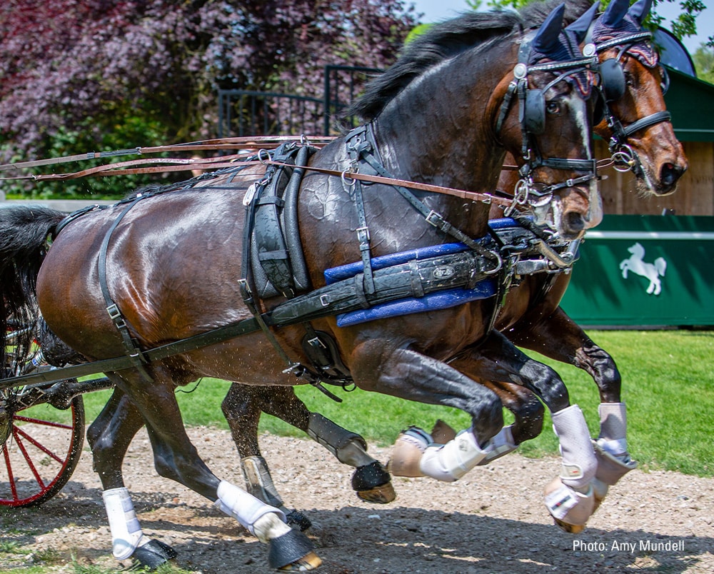 ZGB Pair Harness