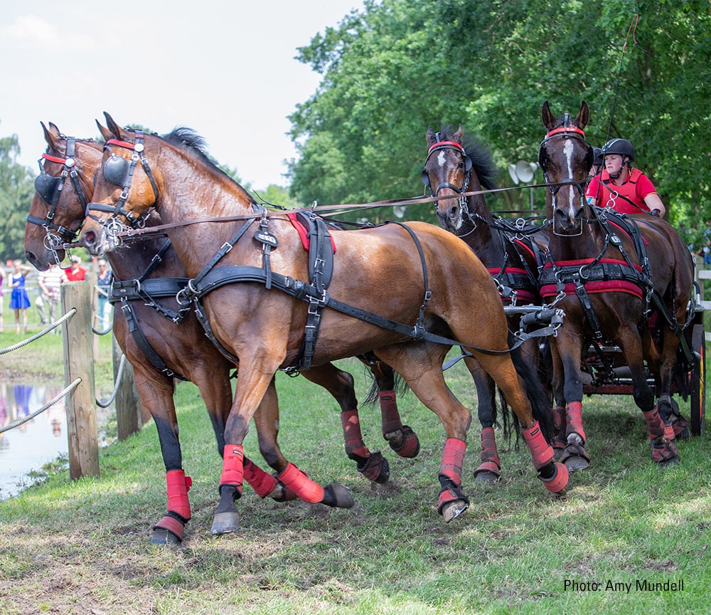 Elite Team Harness