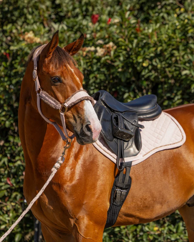 🌸 PRETTY IN PINK 🌸

Give your horse’s wardrobe a beautifully coordinated update with the Zilco Retro Chic Collection in Vintage Pink.

Combining a soft, elegant pink with antique bronze accents, this charming collection brings a touch of vintage-inspired style to the stable, paddock and showground. Mix and match the coordinating pieces to create the complete look! 🐴✨

Shop the Retro Chic Collection in Vintage Pink at Your Saddlery.

#YourSaddlery #Zilco #RetroChicCollection #VintagePink #PrettyInPink #EquestrianStyle #HorseFashion #EquestrianAustralia